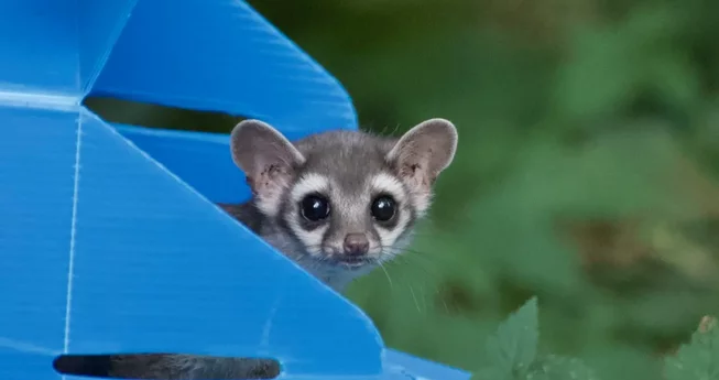 Baby Ringtail Goes Home