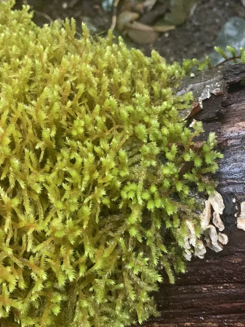 Antitrichiaceae