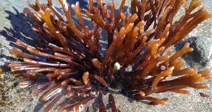 Ahnfeltiopsis linearis