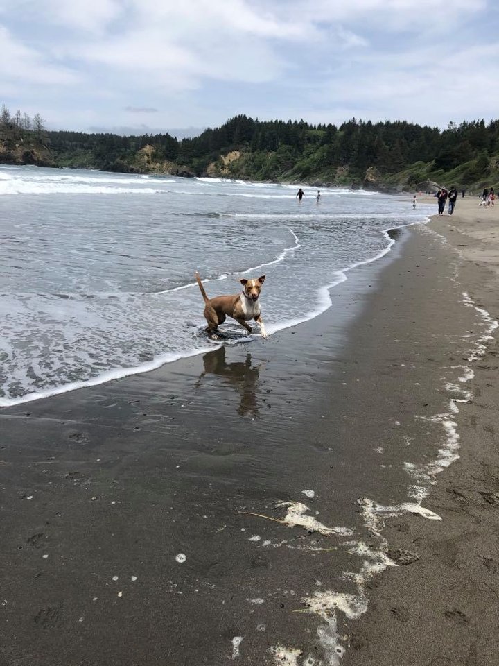 are dogs allowed at trinidad state beach