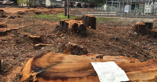 PG&E Illegally Clear-Cut Grove of Redwoods Near Redwood Acres, County Says - Vimarsana News