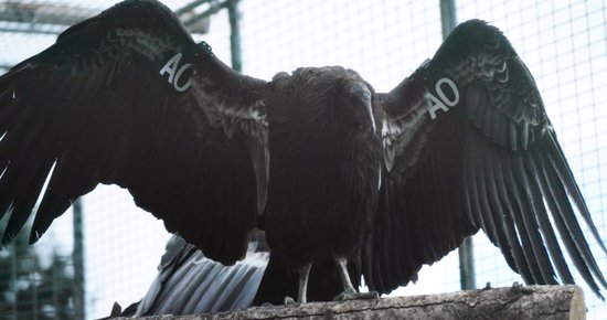 A Third Condor Will Be Released Into North Coast Skies on Tuesday Morning