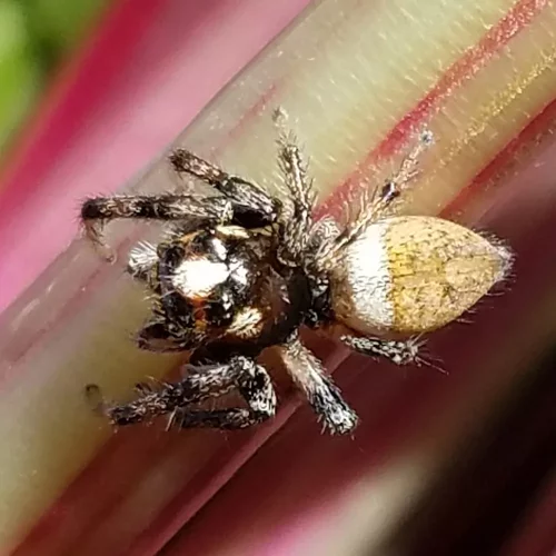 Jumping spider, Miniature, Colorful, Agile