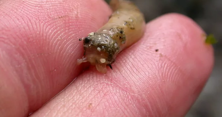 Leptosynapta clarki