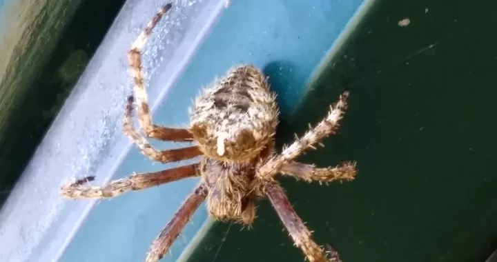 Spider Species, Humboldt County