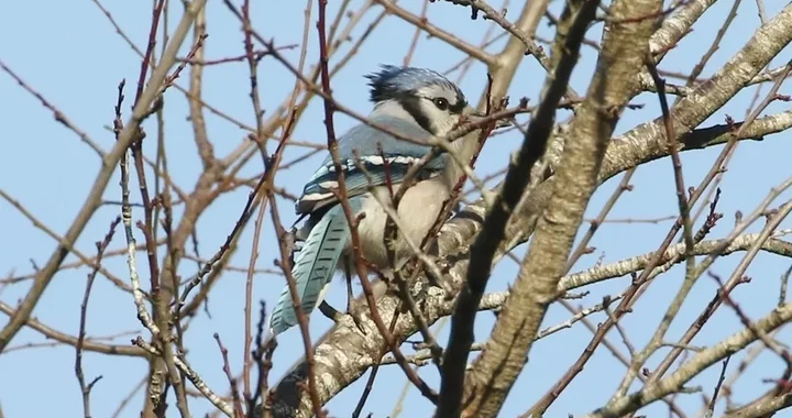 Cyanocitta cristata