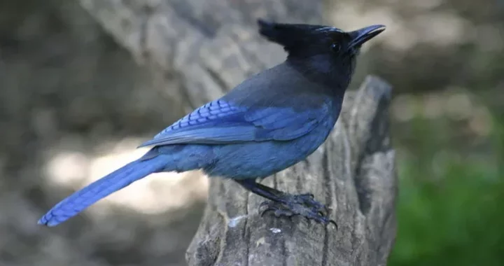 These 48 Humboldt Bird Species Will Need To Be Renamed, Says American ...