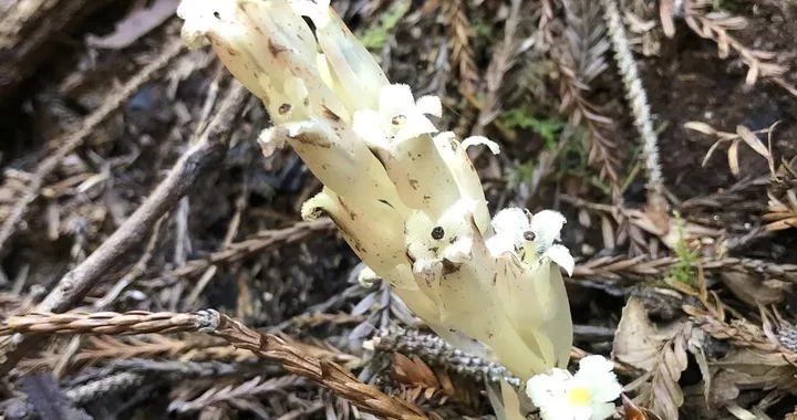 Pityopus californicus
