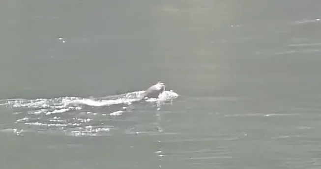 Sea Lion Near Willow Creek!