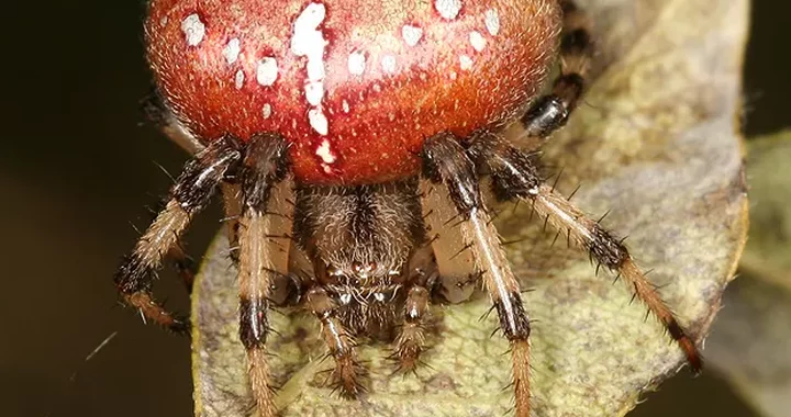 Spider Species, Humboldt County