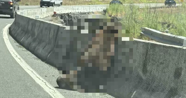 Man Hurt Helping Bear on 299