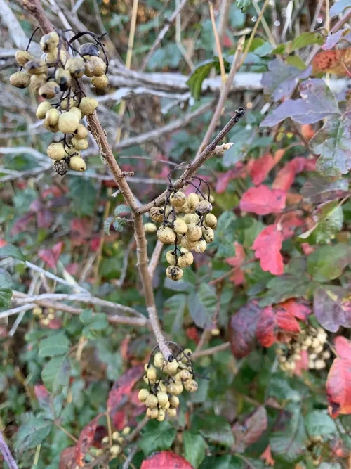 Toxicodendron