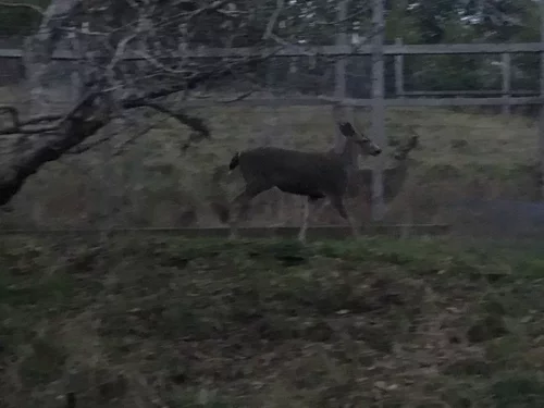 Odocoileus