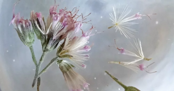 Ageratina occidentalis