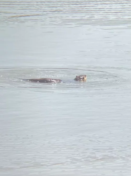 Lontra