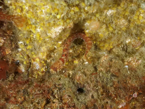 Chirolophinae