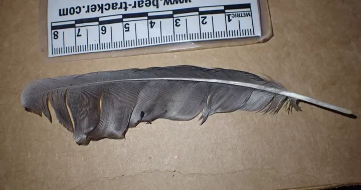 Aphelocoma californica