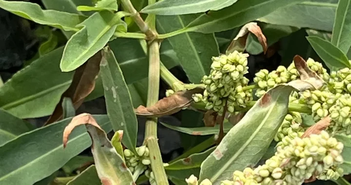 Rumex transitorius