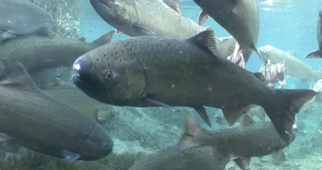 Klamath Salmon Future 'Bright'