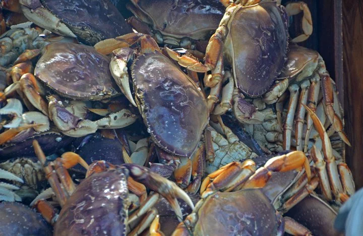 Sport Crab Trap Restrictions to End Monday, Fishing the North Coast