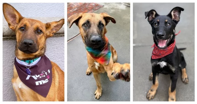 Oakland Rescue Sues Miranda