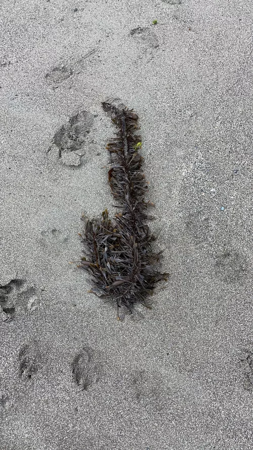 Egregia