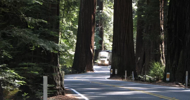 Tree Removal in the Grove