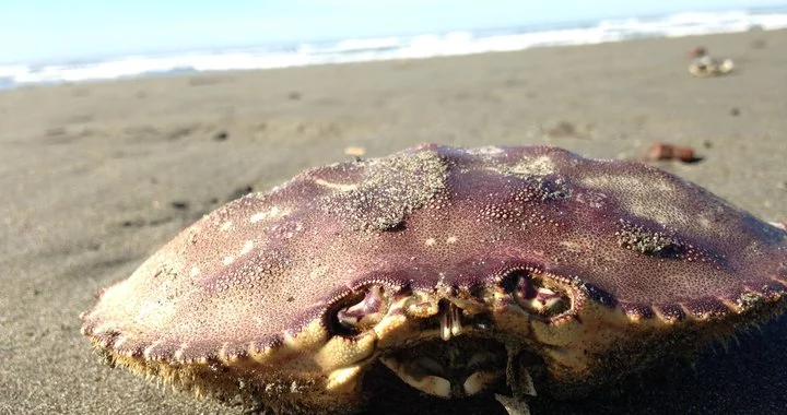 Domoic Acid Levels Delay Recreational Dungeness Crab Season Between