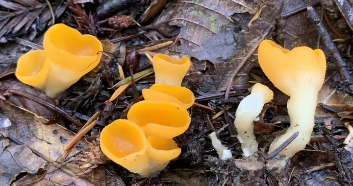 Sowerbyella rhenana