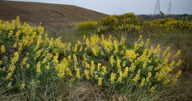 The Coming of the Lupine