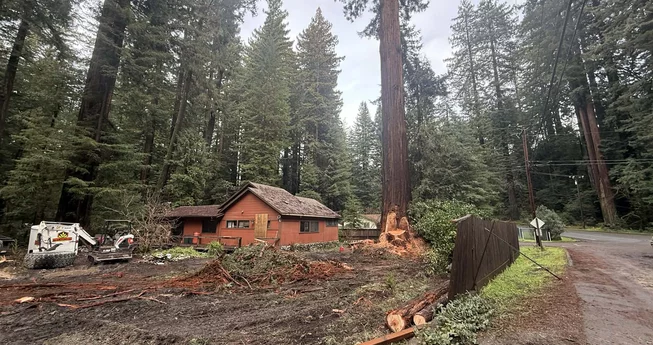 Old-Growth Cut in Redway