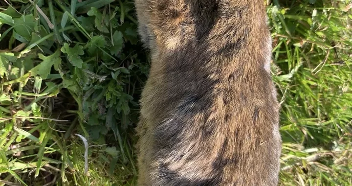 Thomomys bottae