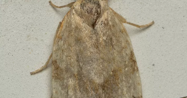 Clepsis virescana