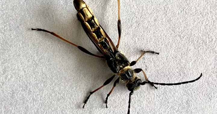 Necydalis cavipennis