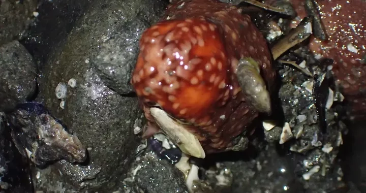 Cucumaria miniata