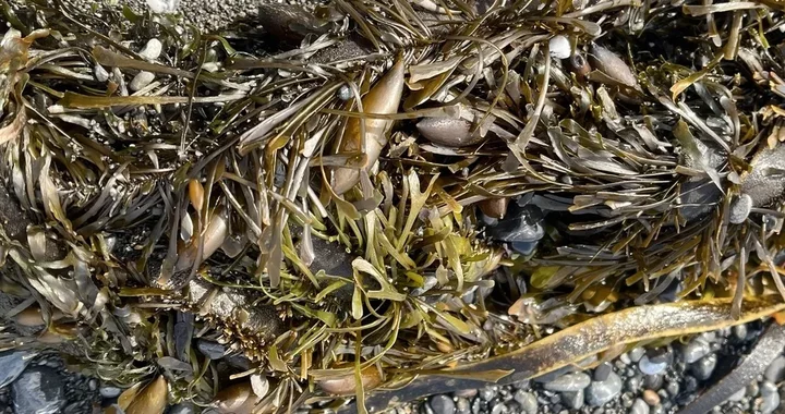 Egregia menziesii