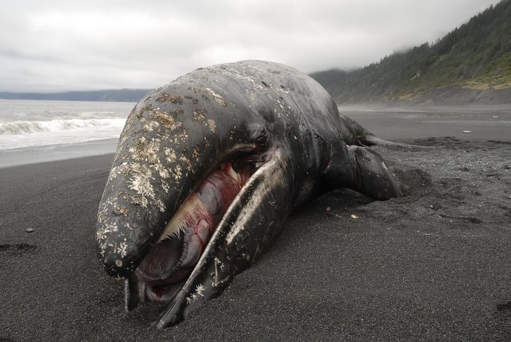 In Midst of Unusual Marine Mammal Die-Off, Humboldt State Team Surveys ...