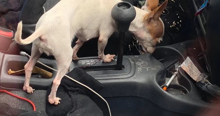 (PHOTOS/VIDEO) Three Dogs Locked in a Trashed Car For At Least 12 Hours ...