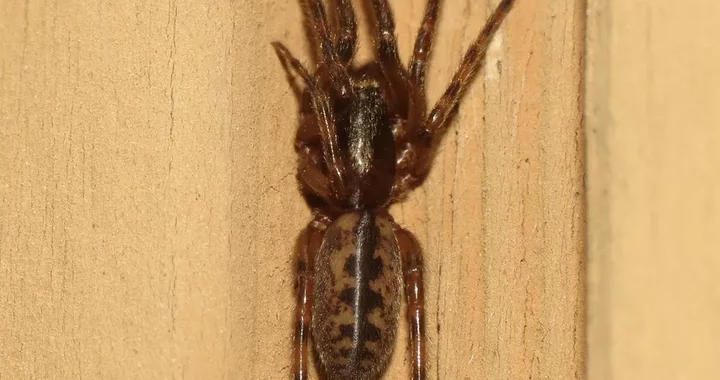 Spider Species, Humboldt County