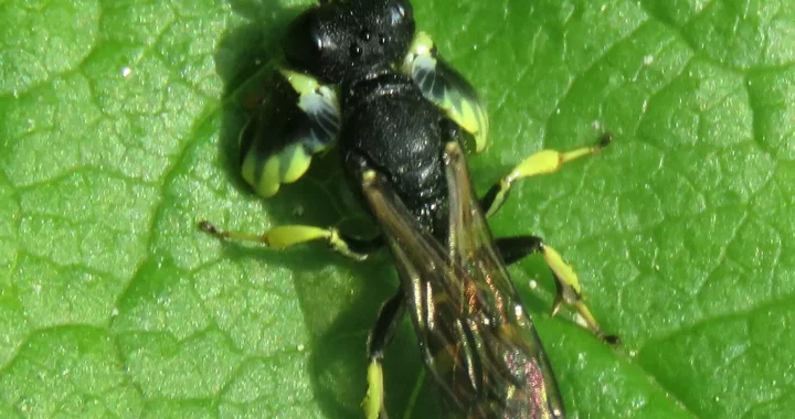 Crabro latipes
