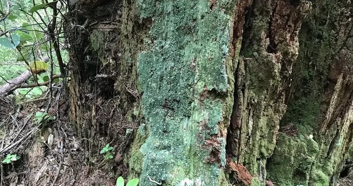 Icmadophila ericetorum