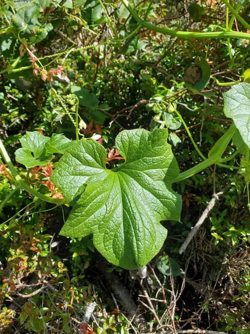 Sicyoeae