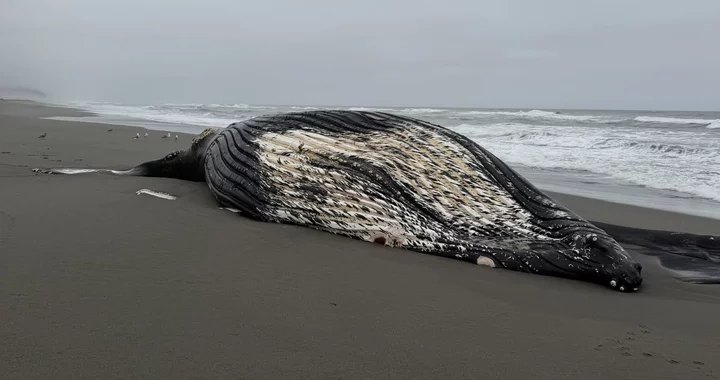Another Dead Humpback Whale Found on Humboldt Beach
