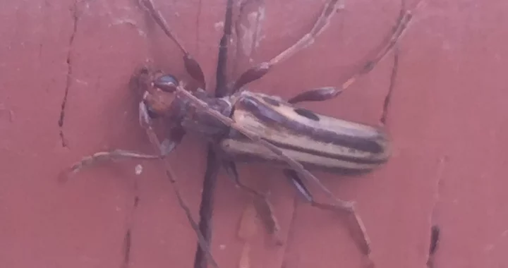 Ortholeptura insignis