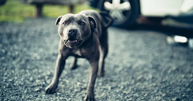 What to Do About Dog Attacks?