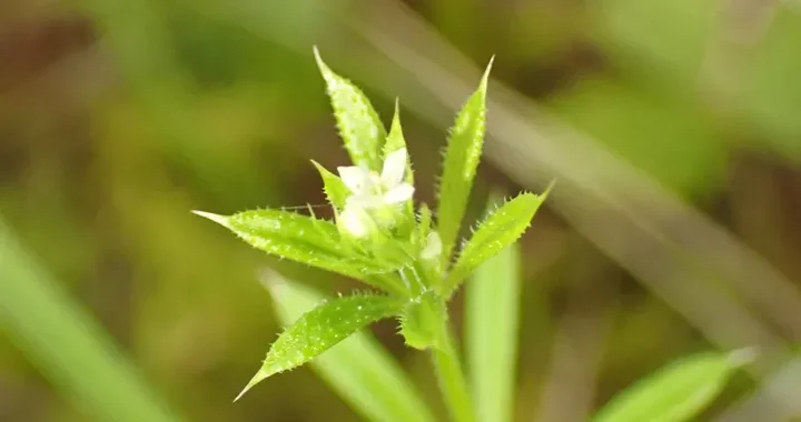 Galium aparine