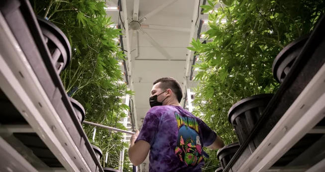 New Weed Tax Hike