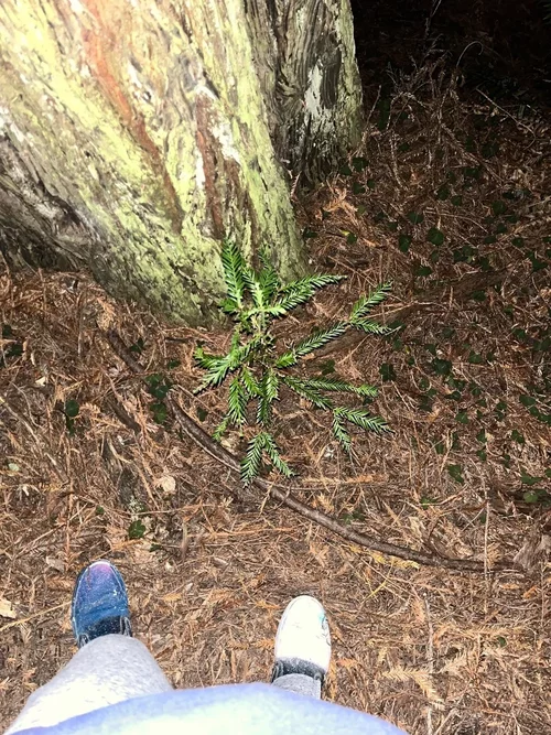 Sequoioideae