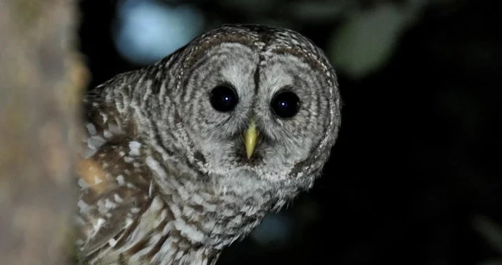Study: Invasive Barred Owls Are Winning the Battle for California's Old-Growth Forests; Removing Them Gives Spotted Owls a Fighting Chance - Lost Coast Outpost image