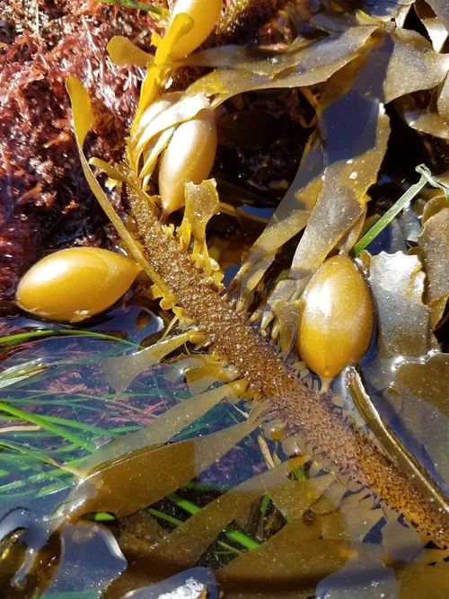 Lessoniaceae